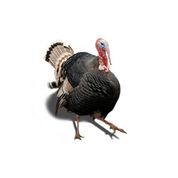 Similar image 136513