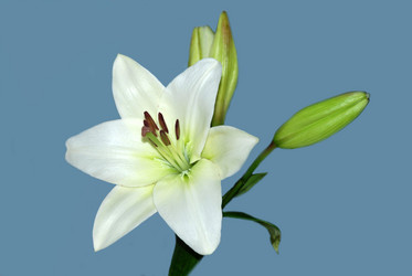 Similar image 136514