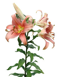 Similar image 136817