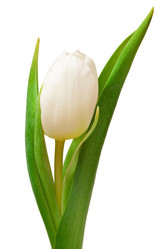 Similar image 137226