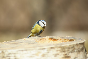 Similar image 137289