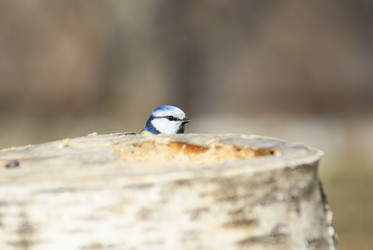 Similar image 137290