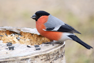 Similar image 137291