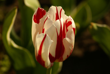 Similar image 137484