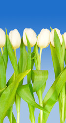 Similar image 137671