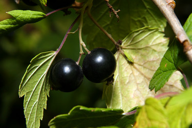 Similar image 137902