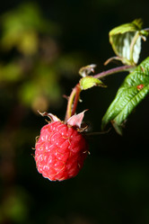 Similar image 137904