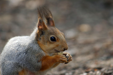 Similar image 138240