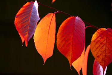 Similar image 138558