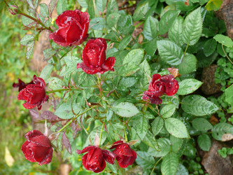 Similar image 138973