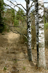 Similar image 141323