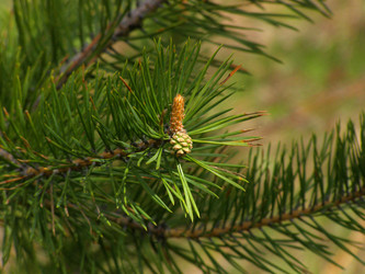 Similar image 141328