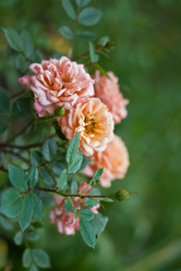 Similar image 141796