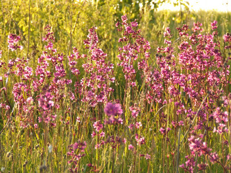 Similar image 141830