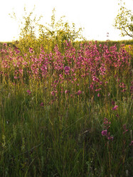 Similar image 141832