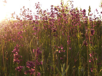 Similar image 141833