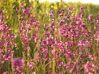 Similar image 141834