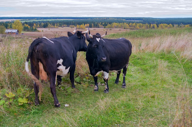 Similar image 141883