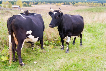 Similar image 141910