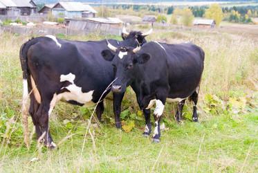 Similar image 141917