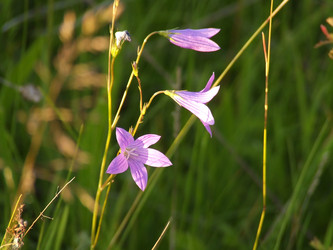 Similar image 141945