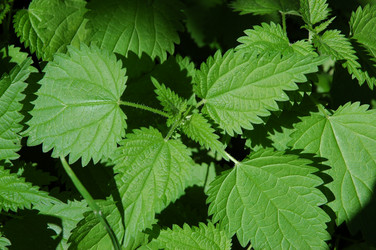 Similar image 142084