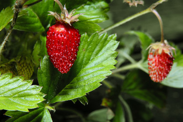 Similar image 142206