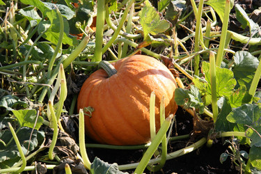 Similar image 143252