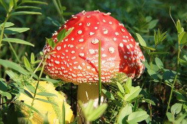 Similar image 143316