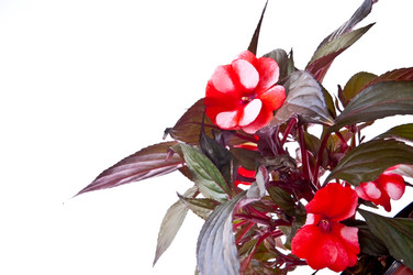 Similar image 143665