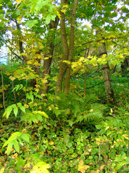 Similar image 145294