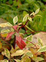 Similar image 145295