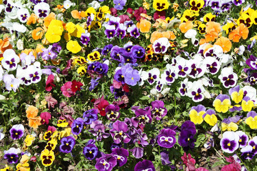 Similar image 146314