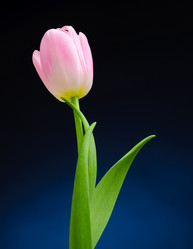 Similar image 148374