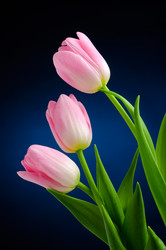 Similar image 148378