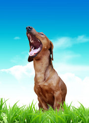 Similar image 148477