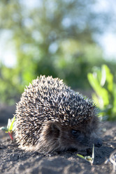 Similar image 148768