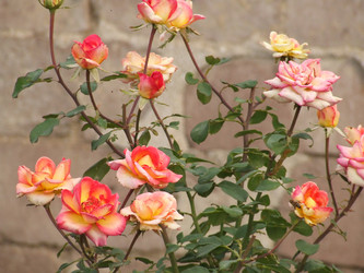 Similar image 149276