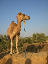 Similar image 150262