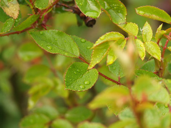 Similar image 150515