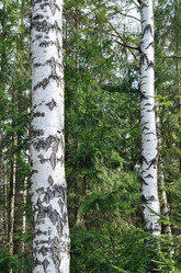 Similar image 153703