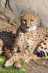 Similar image 153748