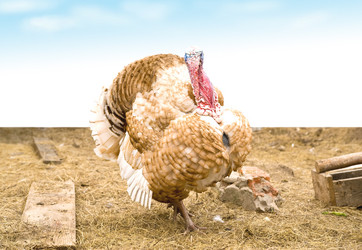 Similar image 154226