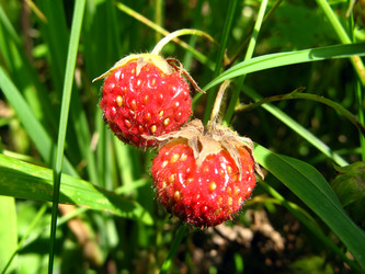 Similar image 154736