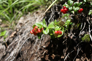 Similar image 155291