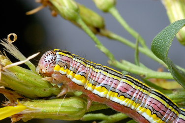 Similar image 155313