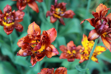 Similar image 155419