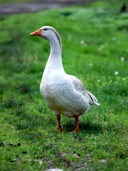 Similar image 155529