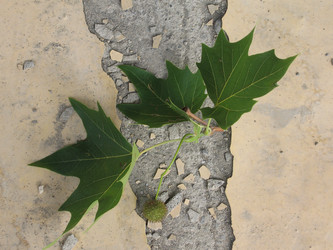 Similar image 156308