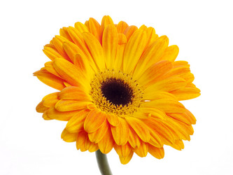 Similar image 156738